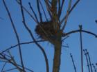 Spring is coming, kept trying to get a picture of the bird that was coming and going, but with no luck. Summer Lake Park