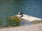 Turtles sunning themselves in neighborhood lagoon