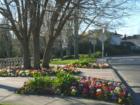 Flowerbed at the Lakes at Canyon Lakes Entrance