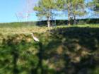 Strolling Egret at The Lakes at Canyon Lakes