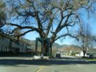 The Old Oak Tree in the Middle of Diablo Road in Danville