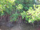 mangroves at edge of water