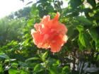 Beautiful hibiscus