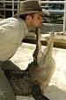 Hollywood Florida gator