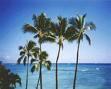 Palm Trees In Aventua