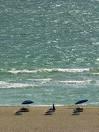 birds on the beach