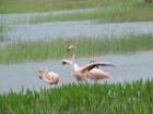 Birds In Pembroke Pines