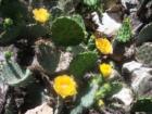 Cactus Flower at Hamilton Pool Preserve, Dripping Springs,TX.  Please help protect the fragil ecosystem at the Preserve.  
      For additional information visit www.co.travis.tx.us/tnr/parks.  
      Photo taken by Jennifer Wright