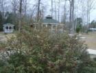 Azaleas are in bloom mid-February.
