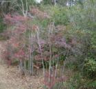 Redbuds are in bloom at Bonifay Cemetery.