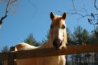 One of the many residents at Shiloh