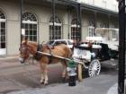 Carriage Rides in the City