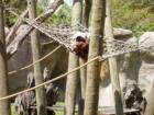 Shot at New Orleans Zoo, March 2004