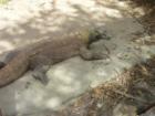 Big Komodo Dragon Shot at New Orleans Zoo, March 2004