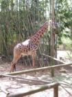 New Orleans Zoo, March 2004