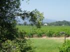 Vineyards