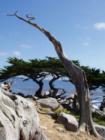 Surreal tree on 17-mile drive