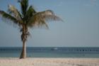 Palm Tree
