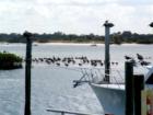 Birds in windy winter day