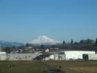 Mt. Adams from Odell