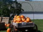 Autumn bounty at a local farm market. 