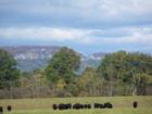 Black angus graze on a local farm.