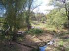 Lush Wallkill countryside and stream with grazing goats.