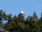 Neighboring eagle