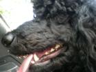 My "real estate" poodle with his head out of the sun roof.
