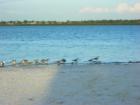 Beach at Fred Howard