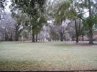 Ice on trees in Columbia, SC Nov 2003