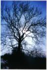 Dusk in the country outlines our natural beauty.