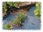 Koi (decorative carp) at the center of Ala Moana Shopping Center fountain and koi pond