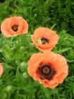 Poppies
