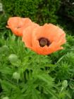 Poppies