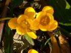 Crocus - Signs of spring