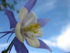 Columbine - Fort Collins, Colorado