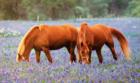 Horses and Bluebonnets