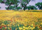 Blooming Wildflowers