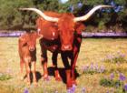 Texas Longhorn cow and calf