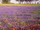 Bluebonnets and Indian Paint Brushes