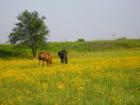 West Metro OKC-Horses in Fields of Flowers