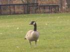 Salmon Creek Park