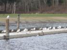 Salmon Creek Park