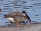 Salmon Creek Park