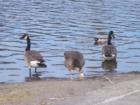 Salmon Creek Park