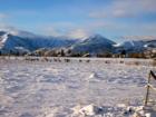 Midway Mountains and a Herd of Elk