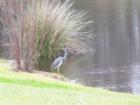 countrywalk birds