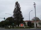 Descendant of the Original 1903 Teddy Roosevelt planted redwood tree behind the Heritage Theatre Sign