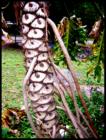 This exotic florida plant seems to have more eyes than me!